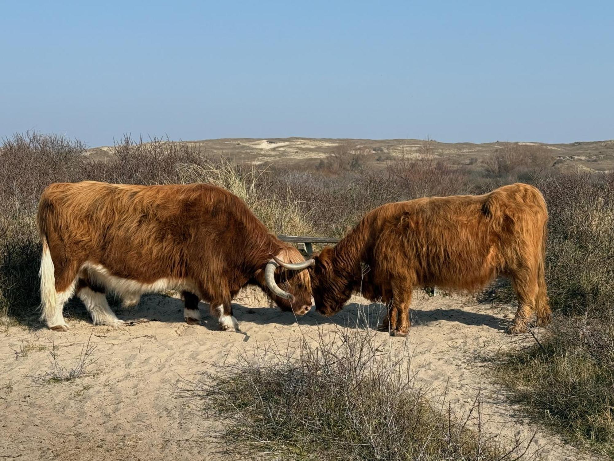 Moana2 Egmond aan Zee